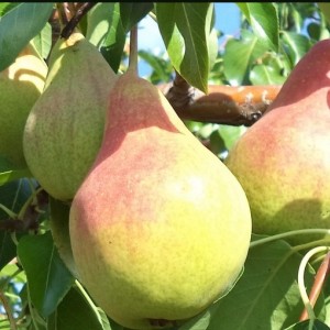 Груша Скромница