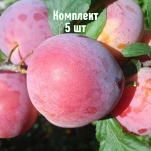 Комплект 5шт / Алыча Дынная (Средняя/Красная)