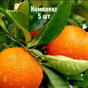 Комплект 5шт / Апельсин Королек