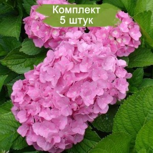 Комплект 5шт / Гортензия Pink Wonder (крупнолистная)