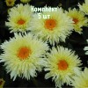 Саженцы ромашки (нивяника) Голдрауш (Goldrausch) - 5 шт.: фото и описание