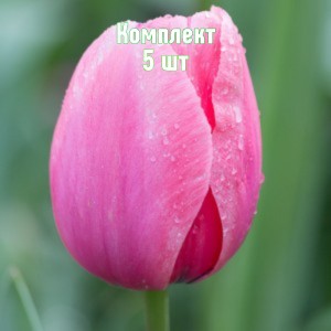 Комплект 5шт / Тюльпан Криспа Пинк