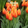 Луковицы Тюльпана Ворлд Фаворит - 5 шт.: фото и описание
